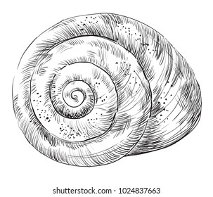 Hand drawing monochrome vector illustration of seashell, Conch Shell, spiral form in black color isolated on white background.