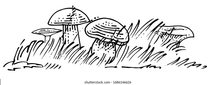 Setas dibujadas a mano en el césped. El vector está aislado en un fondo blanco. Hongos comunes del bosque. Lápiz, tinta, marcador en papel. 