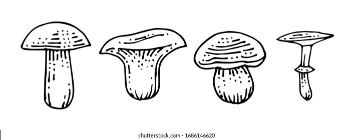 Hand drawing mushrooms. Vector is isolated on a white background. Common forest mushrooms. Set. Pencil, ink, marker on paper. 