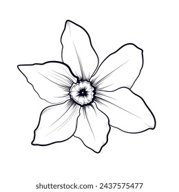 hand drawing of a narcissus flower vector illustration