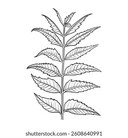 hand drawing of an Neem or nimtree tree branch with leaves, Hand drawing vector illustration, Design for essential oil.