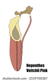 hand drawing of nepenthes veitchii pink. carnivorous plant from indonesia