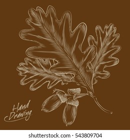 Hand drawing of oak leaves and acorns. Vector illustration