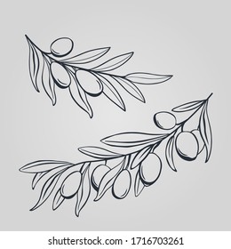 Hand Drawing Olive Branch. Hand Drawn Stick Of Oliva. Decorative Olives Sketch. Herb Leaf Outline. Template For Engraving. Vector Illustration.