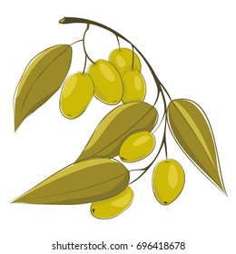 Hand drawing olive branch. Vector illustration, Logo, sign, advertising olives, olive oil for labels, food sketch packaging design EPS10