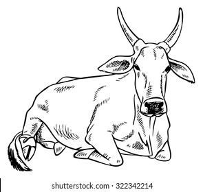 hand drawing on a white background Indian zebu cow