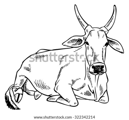 hand drawing on a white background Indian zebu cow