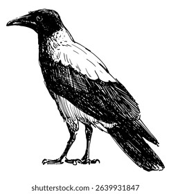 Hand drawing of one city crow standing and looking, profile, vector illustration isolated on white