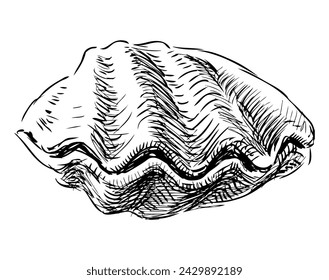 Hand drawing of one molusk seashell, black and white vector sketch isolated on white