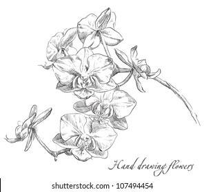 Hand drawing orchid flower