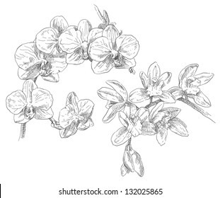 Hand Drawing Orchid Flower