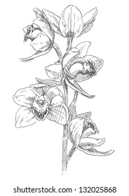 Hand drawing orchid flower