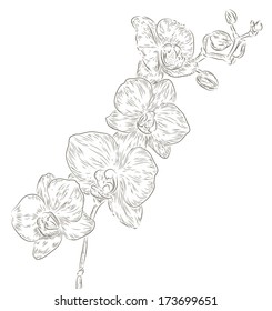 Hand drawing orchid flower