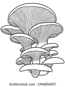 Hand drawing oyster mushrooms. Edible mushrooms isolated on white background. Black outline. Coloring page. 