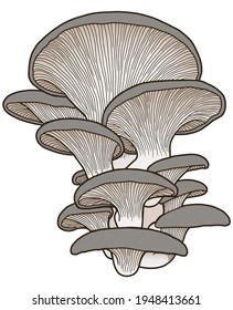 Hand drawing oyster mushrooms. Edible mushrooms isolated on white background. 