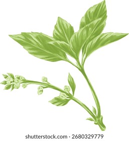 Dibujo a mano Pintura de la hoja de albahaca Ilustración botánica