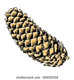 Hand drawing and painting illustration of of cedar spruce pine cone. Watercolor painted and hand drawn inked pine cone of cedar spruce fir tree illustration. Vector