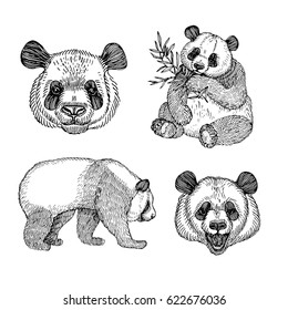 Hand drawing panda. Vector illustration in engraving style. Isolated. For postcards, posters, design.