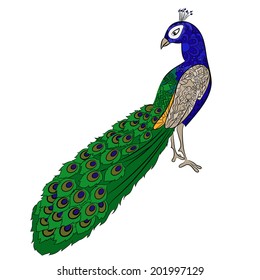 Peacock de dibujo manual