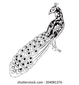hand drawing peacock