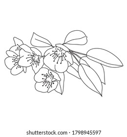 Birnenblumen, handgezeichnet, Vektorgrafik