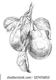 Hand drawing pears on pear tree branch