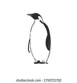 Hand drawing penguins. Vector illustration, penguin, vector sketch illustration