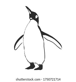 Pingüinos dibujantes a mano. Ilustración vectorial, pingüino, ilustración de esbozo vectorial