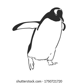Hand drawing penguins. Vector illustration, penguin, vector sketch illustration