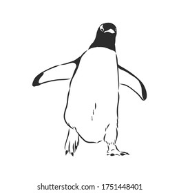 Hand drawing penguins. Vector illustration, penguin, vector sketch illustration