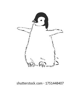 Pingüinos dibujantes a mano. Ilustración vectorial, pingüino, ilustración de esbozo vectorial