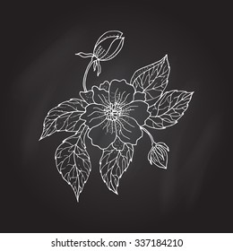 Hand drawing peony flower. Vector illustration
