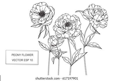 Hand drawing Peony flowers. Vector, illustration and clip art on white backgrounds.
