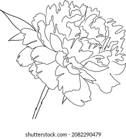 Hand drawing peony vector illustration. Realistic vector peony. Illustration with peony flower isolated on a white background. expressive peony sketch. 