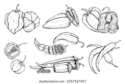 Dibujando pimientos a mano. Pimienta caliente. Ilustración botánica