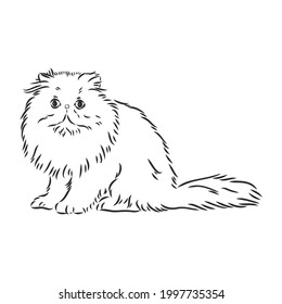 Hand Drawing Persian Cat Vector Version Stock Vector (Royalty Free ...