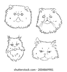 Dibujo manual vector gato persa versión vector gato persa