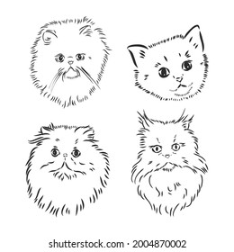 Hand drawing Persian cat vector version persian cat vector