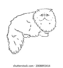 Hand drawing Persian cat vector version persian cat vector