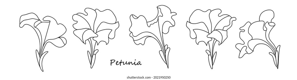 hand drawing of a petunia flower. linear sketches are compiled in a set of five options. black outline on a white background. stock vector illustration. EPS 10.