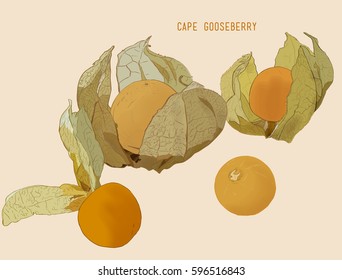 Hand drawing of physalis, cape goose berry vector illustration