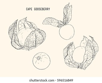 Hand drawing of physalis, cape goose berry vector illustration