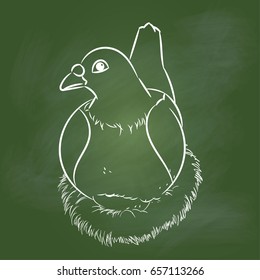 Hand drawing of pigeon with egg in nest on textured green board. Education Concept, Vector Illustration

