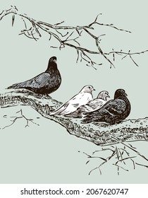 Hand drawing of pigeons on tree branch in spring