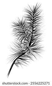 hand drawing of a pine branch with a cone vector