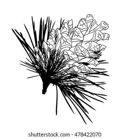 Hand drawing pine cone on the tree. Pinecone drawing on fir branch with needles.  Decoration for greeting cards or holiday background. Highly detailed classic, ink art. Spruce. Realistic illustration.
