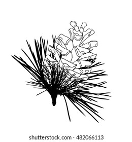 Hand drawing pine cone on the tree. Pinecone drawing on fir branch with needles.  Decoration for greeting cards or holiday background. Highly detailed classic, ink art in engraved style. illustration.