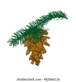 Hand drawing pine cone on the tree branch. Forest vintage fir cone, spruce cone with needles. Conifer cone on tree. Cedars, firs, hemlocks, larches, pines or spruces.