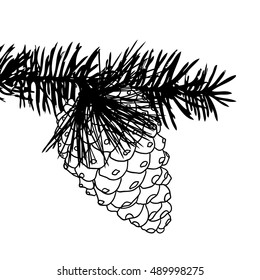 Hand drawing pine cone on the tree. Pinecone drawing on fir branch with needles.  Decoration for greeting cards or holiday background. Highly detailed classic, ink art in engraved style, Spruce. 