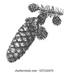 Hand drawing pine cone on the tree. Christmas pinecone on fir branch with needles. Decoration for greeting cards or holiday background. Realistic vector illustration